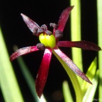 Iphigenia indica (L.) A.Gray ex Kunth